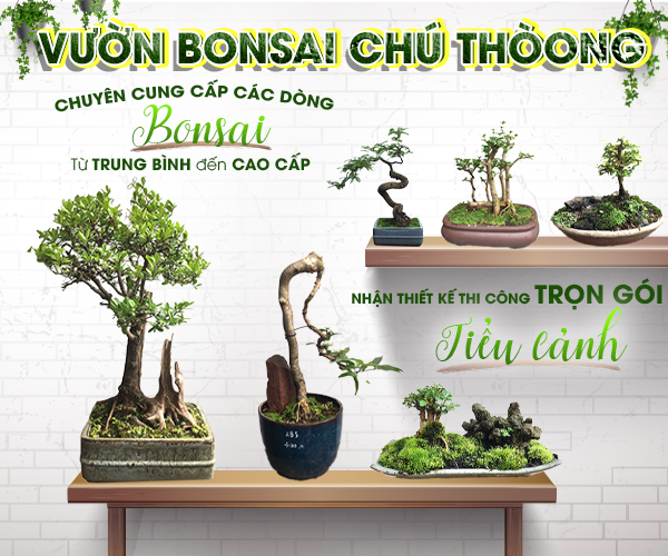 HỘ KINH DOANH BONSAI CHÚ THOÒNG