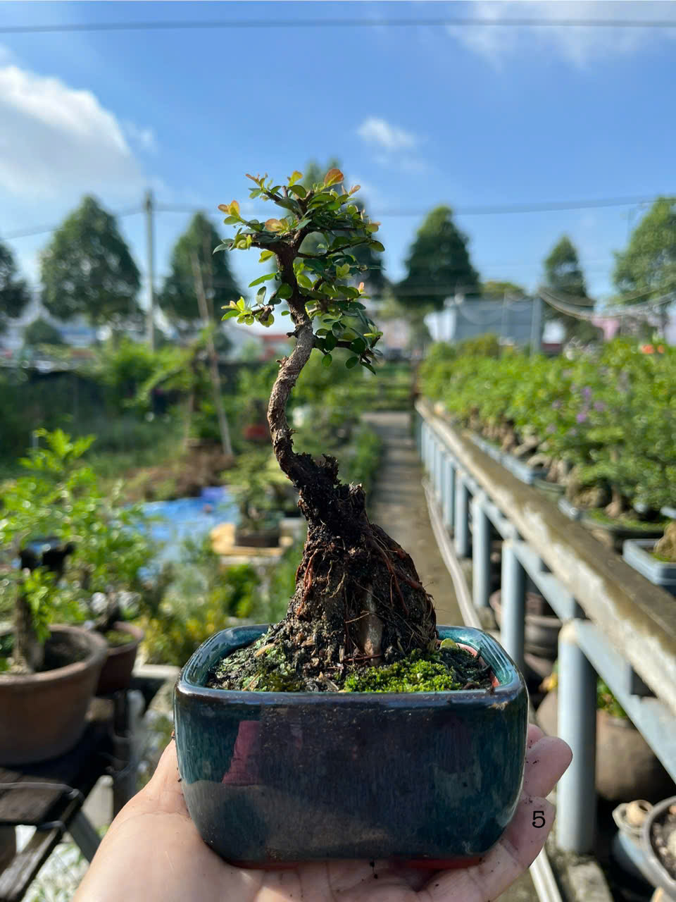 Bonsai Mini Đẹp
