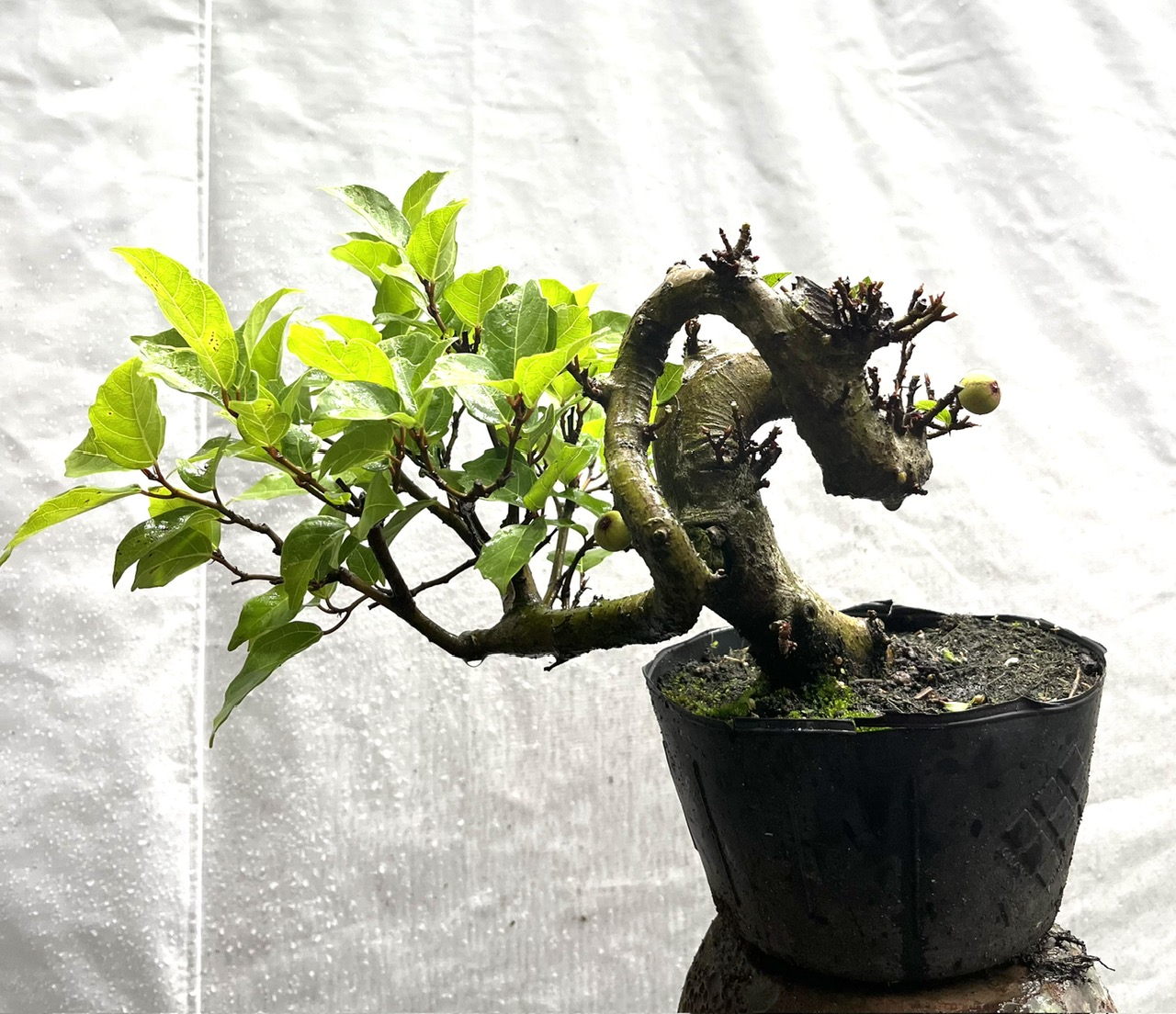 Bonsai Chậu Nhựa