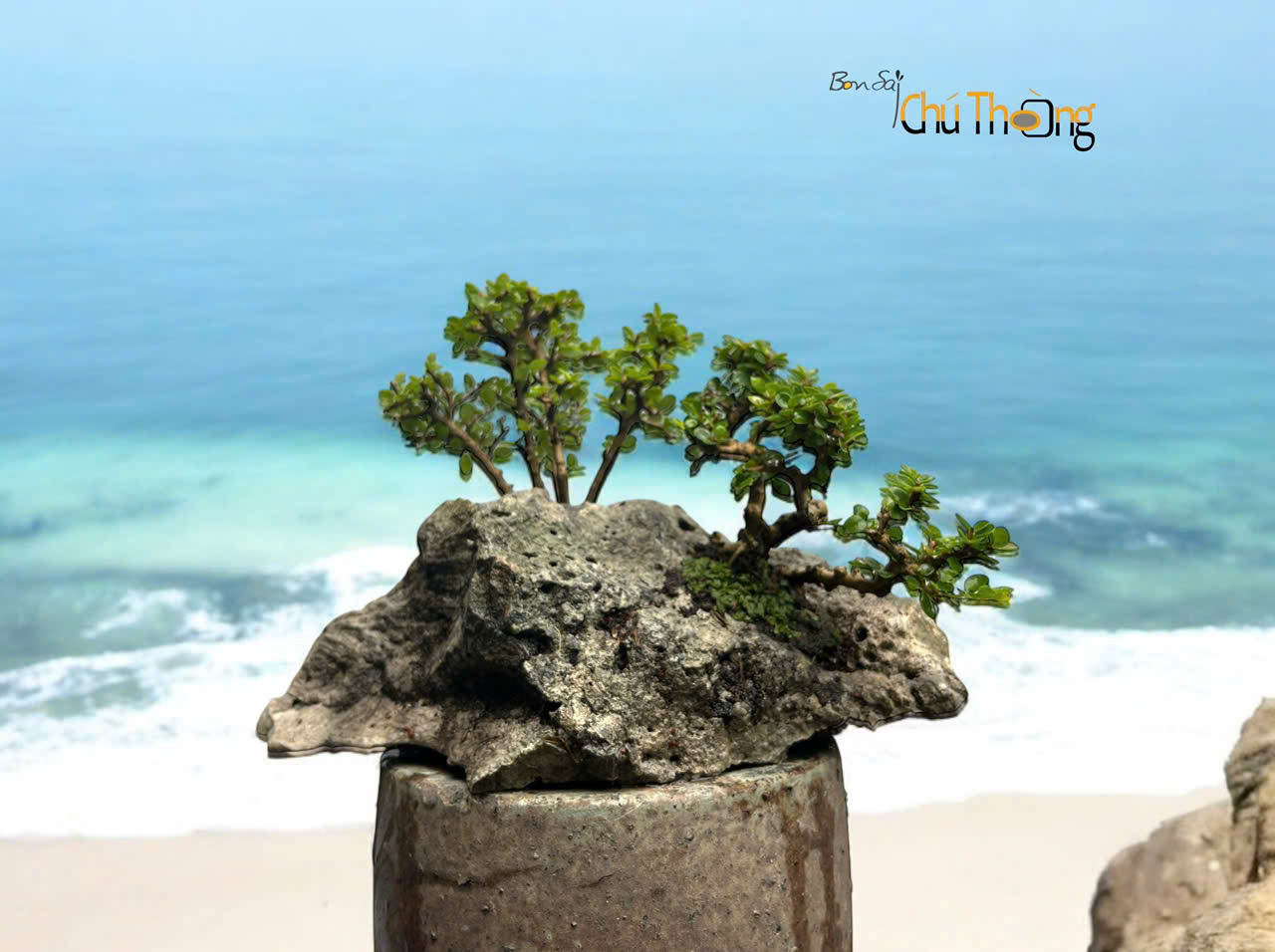 Tiểu cảnh Đá để bàn