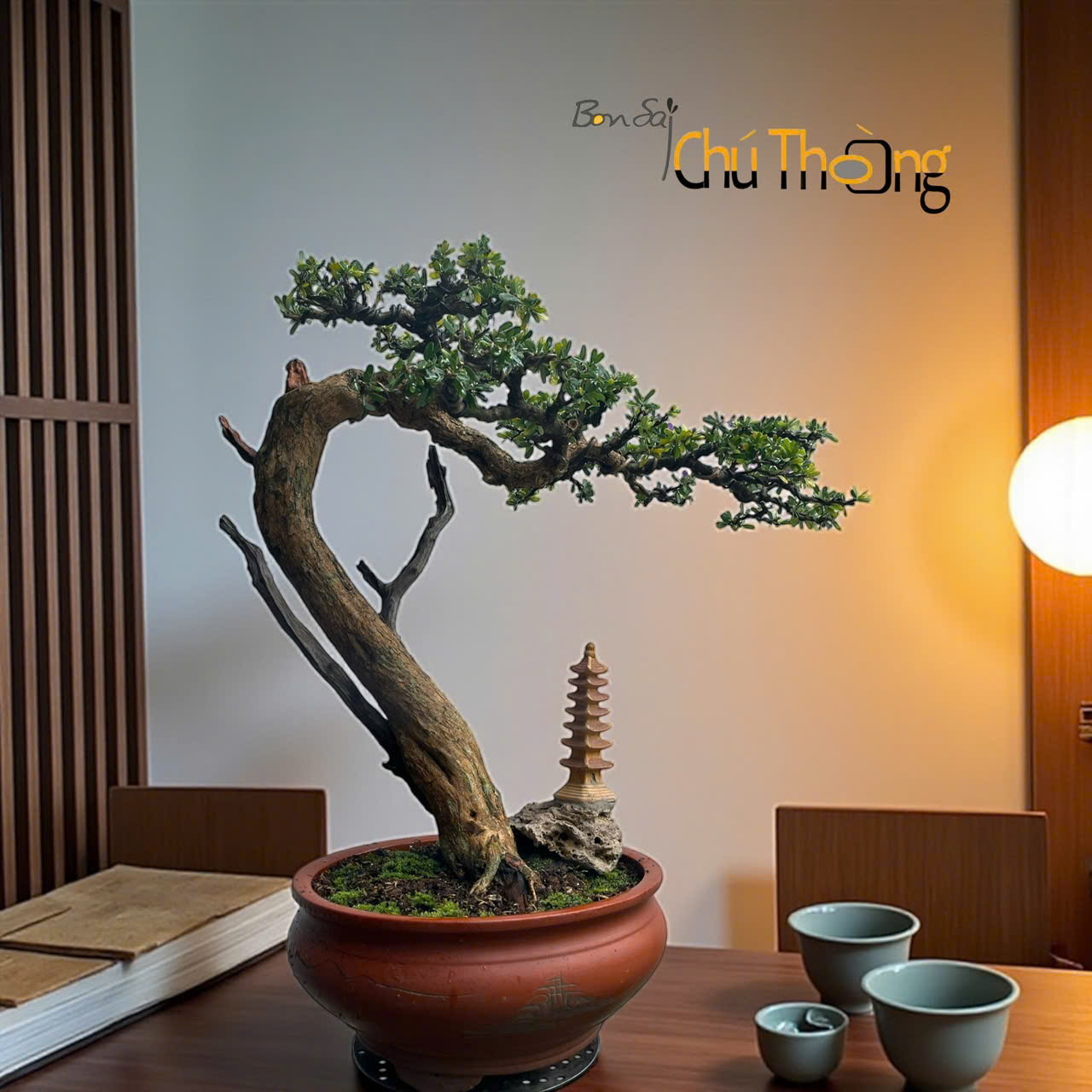 BONSAI TRUNG