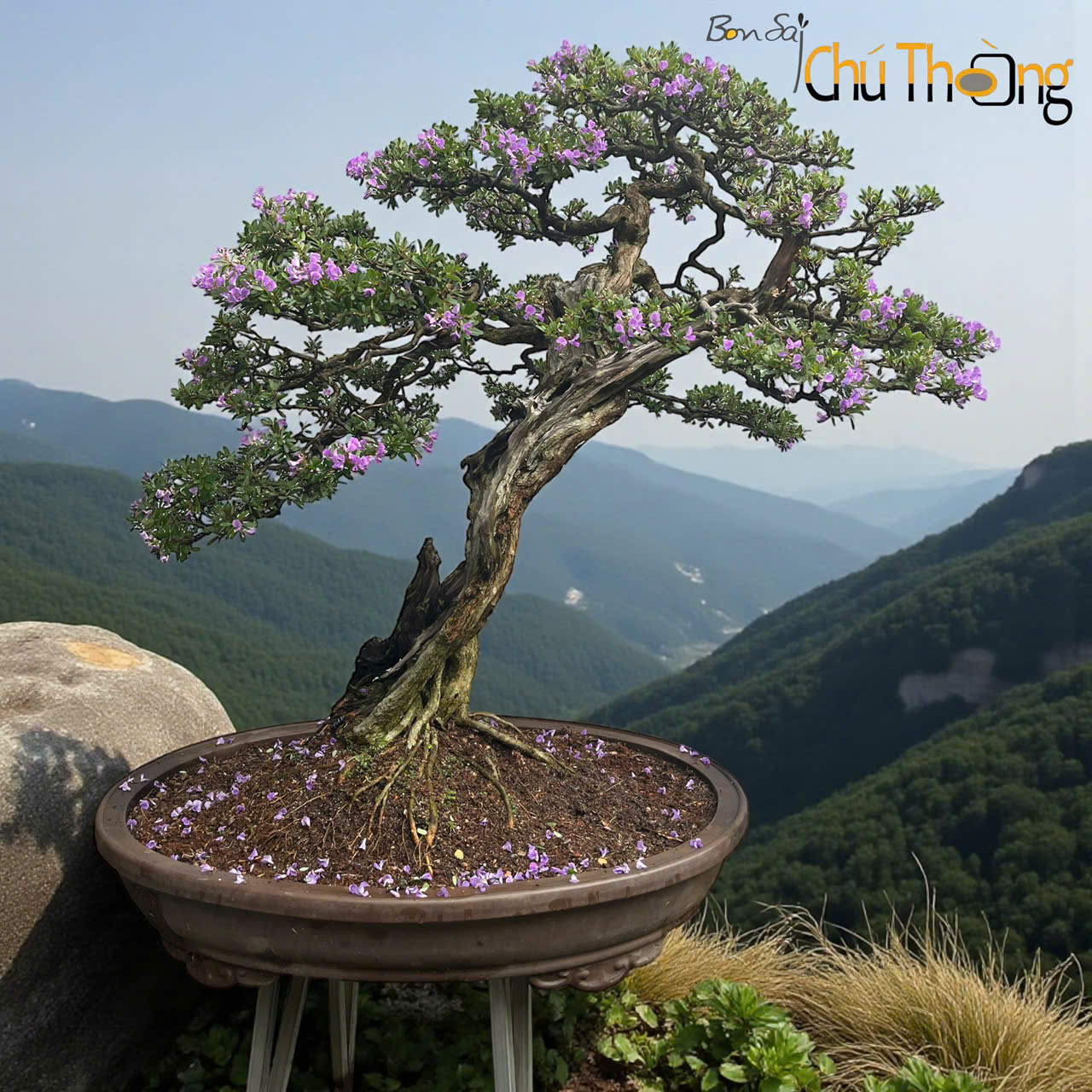 BONSAI  ĐẠI