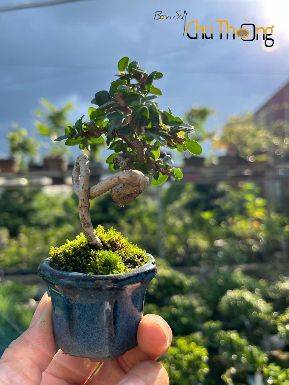 Bonsai Siêu Mini