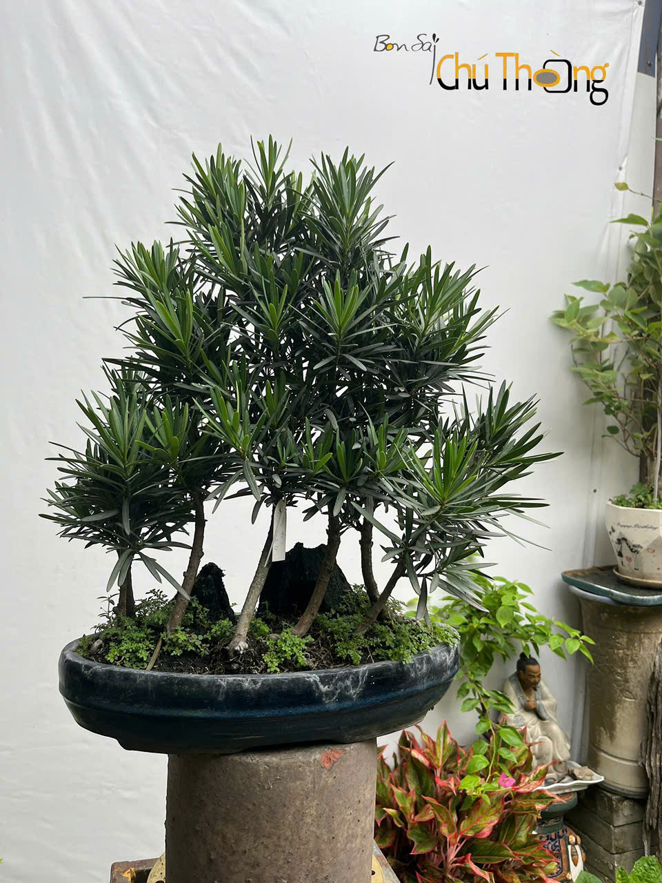 Tiểu cảnh Vạn Niên Tùng