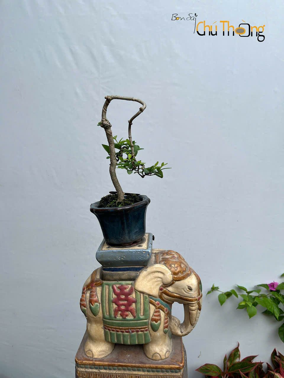 Mai chiếu Thủy Mini
