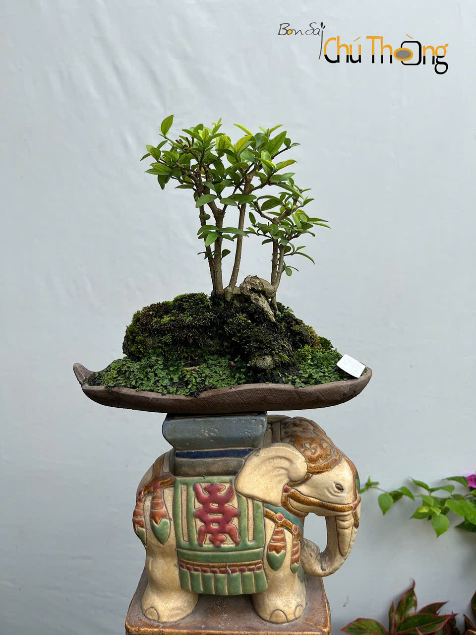 Tiểu cảnh Mai Chiếu Thuỷ