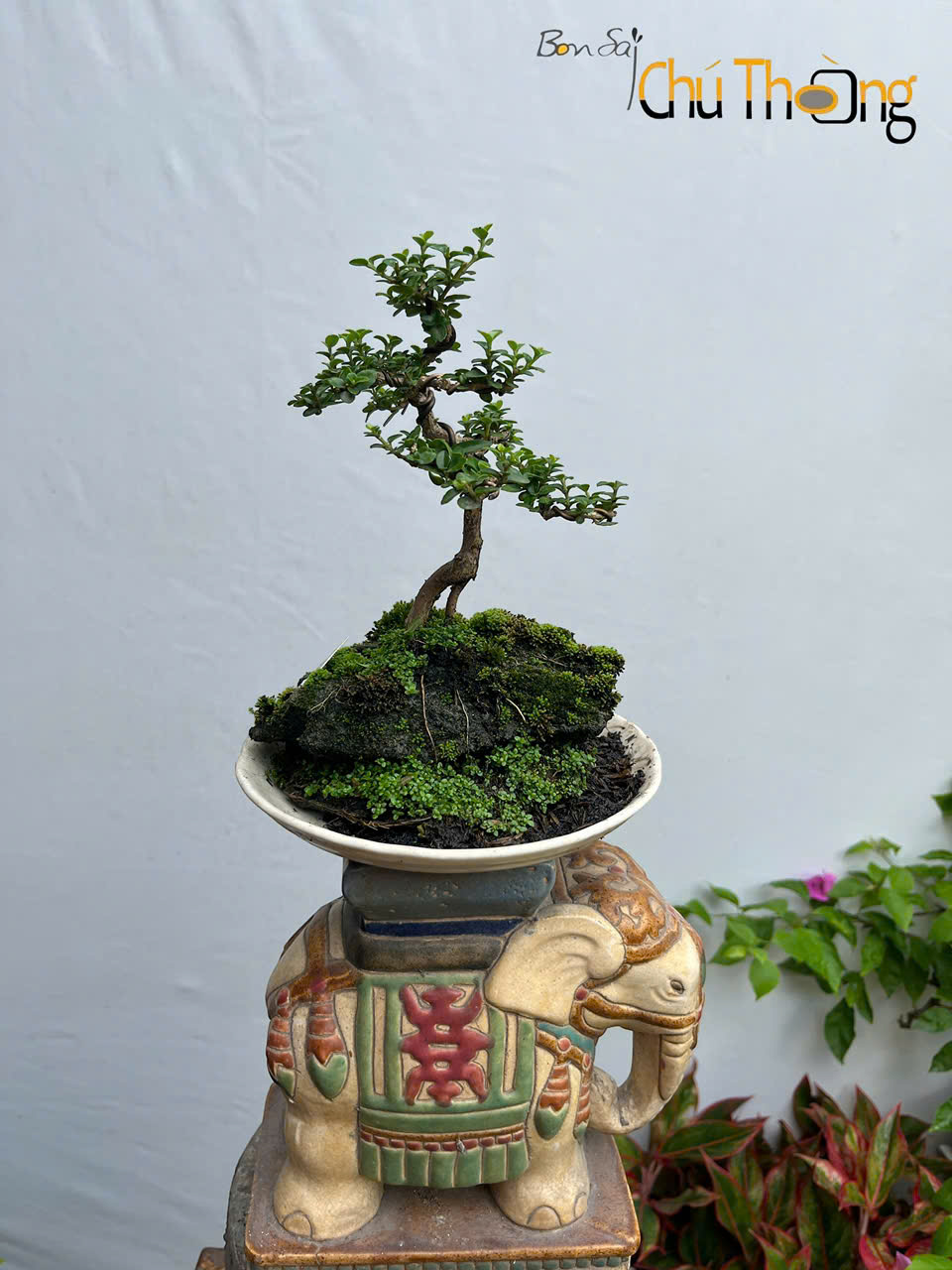 Tiểu Cảnh Sam Hương