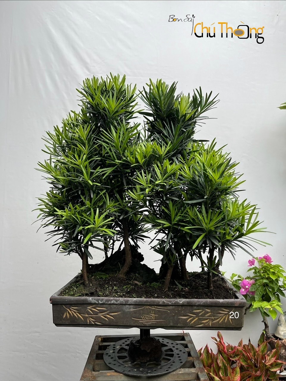 Tiểu cảnh Vạn Niên Tùng