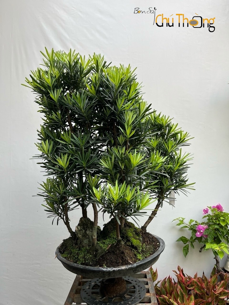 Tiểu cảnh Vạn Niên Tùng