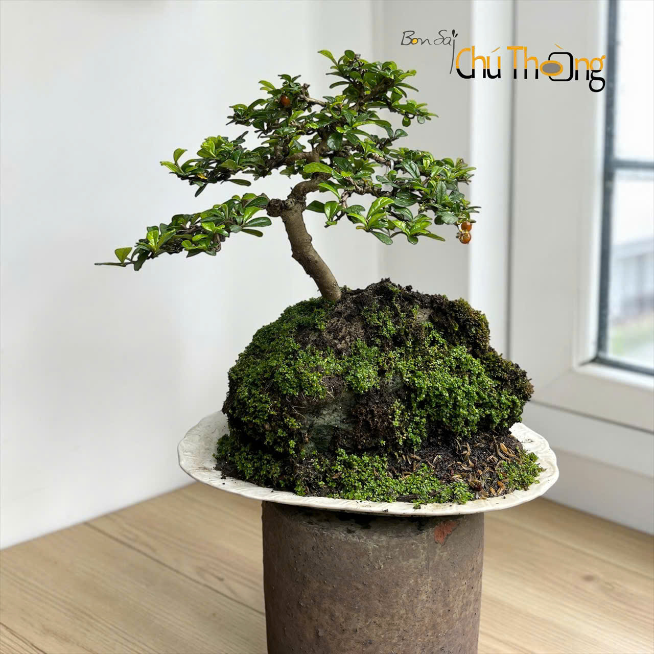 Tiểu cảnh Trà Phúc Kiến