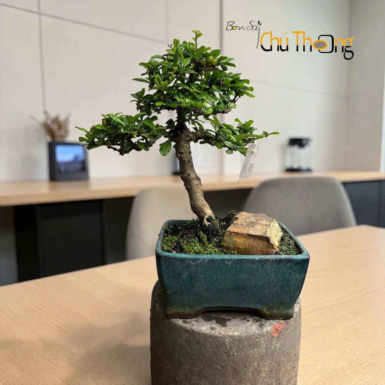 Trà Phúc Kiến Bonsai