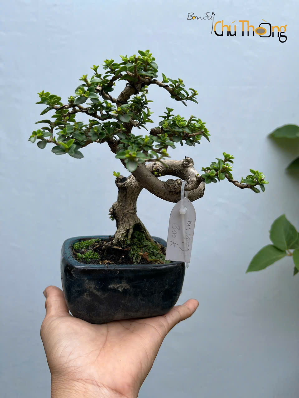 Sam Hương Bonsai