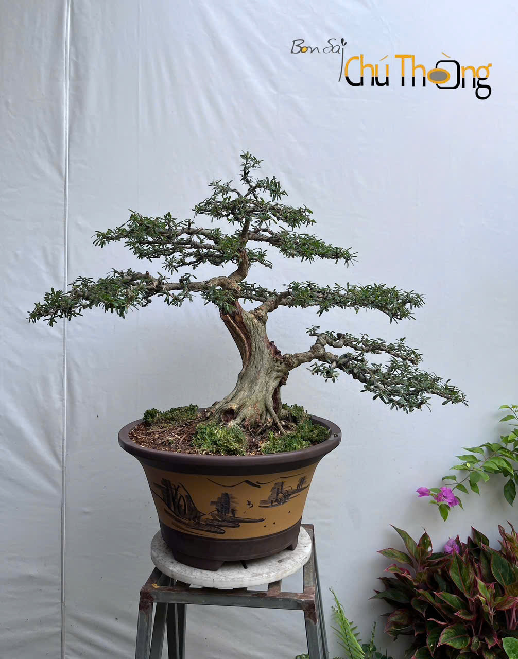 Linh Sam Bonsai