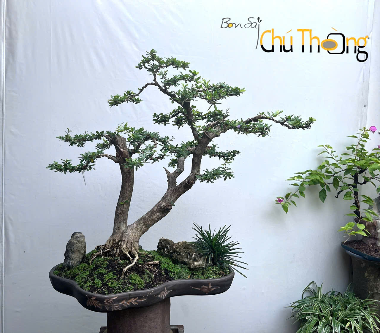 Tiểu Cảnh Linh Sam