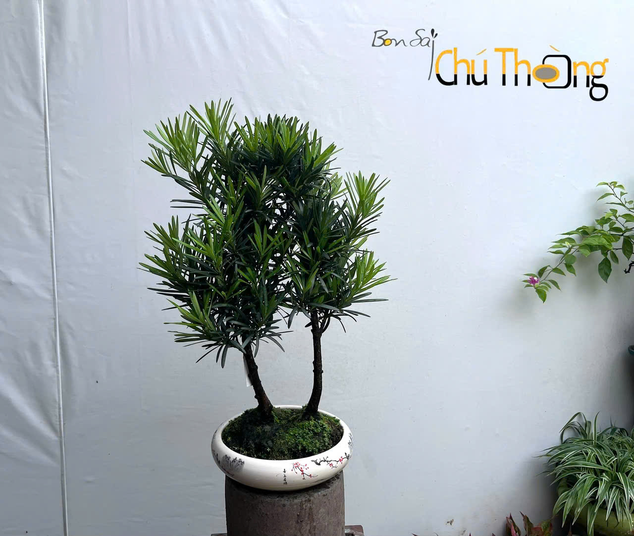 Tiểu cảnh Vạn Niên Tùng