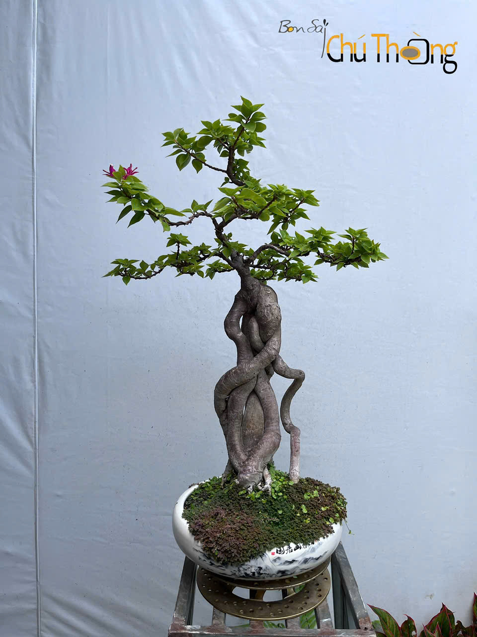 Hoa giấy Mỹ Bonsai