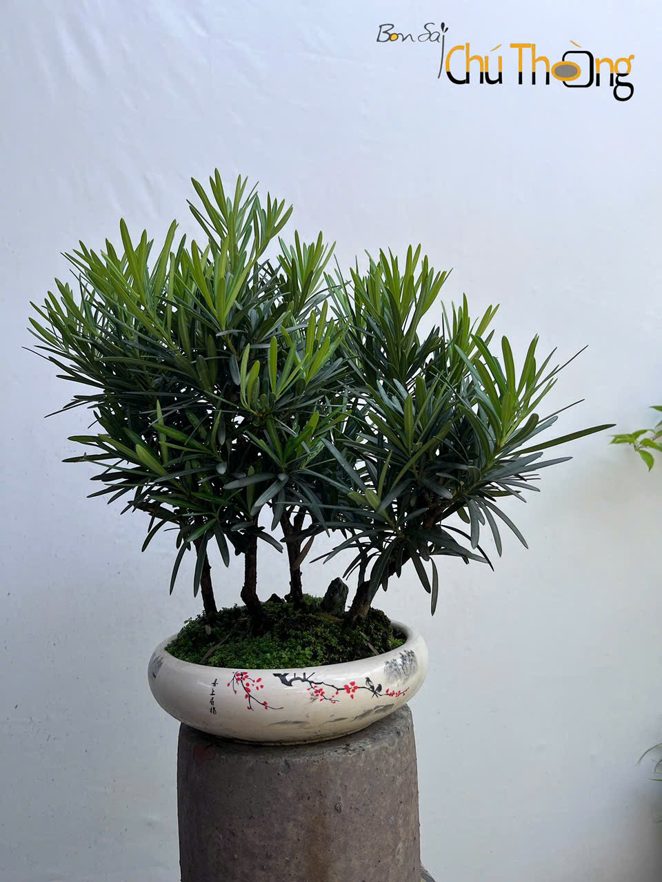 Vạn Niên Tùng Bonsai