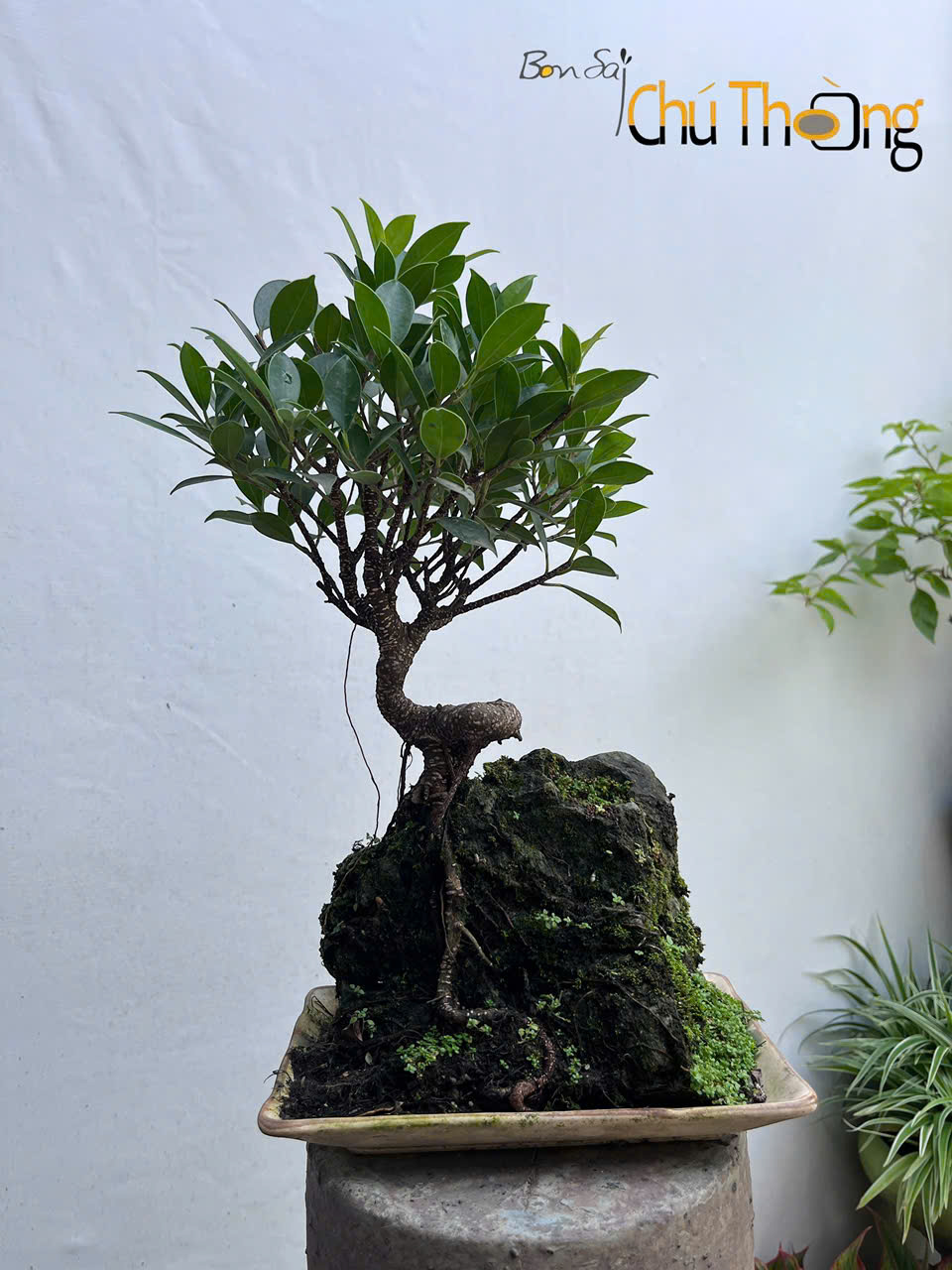 Si Bông Bonsai