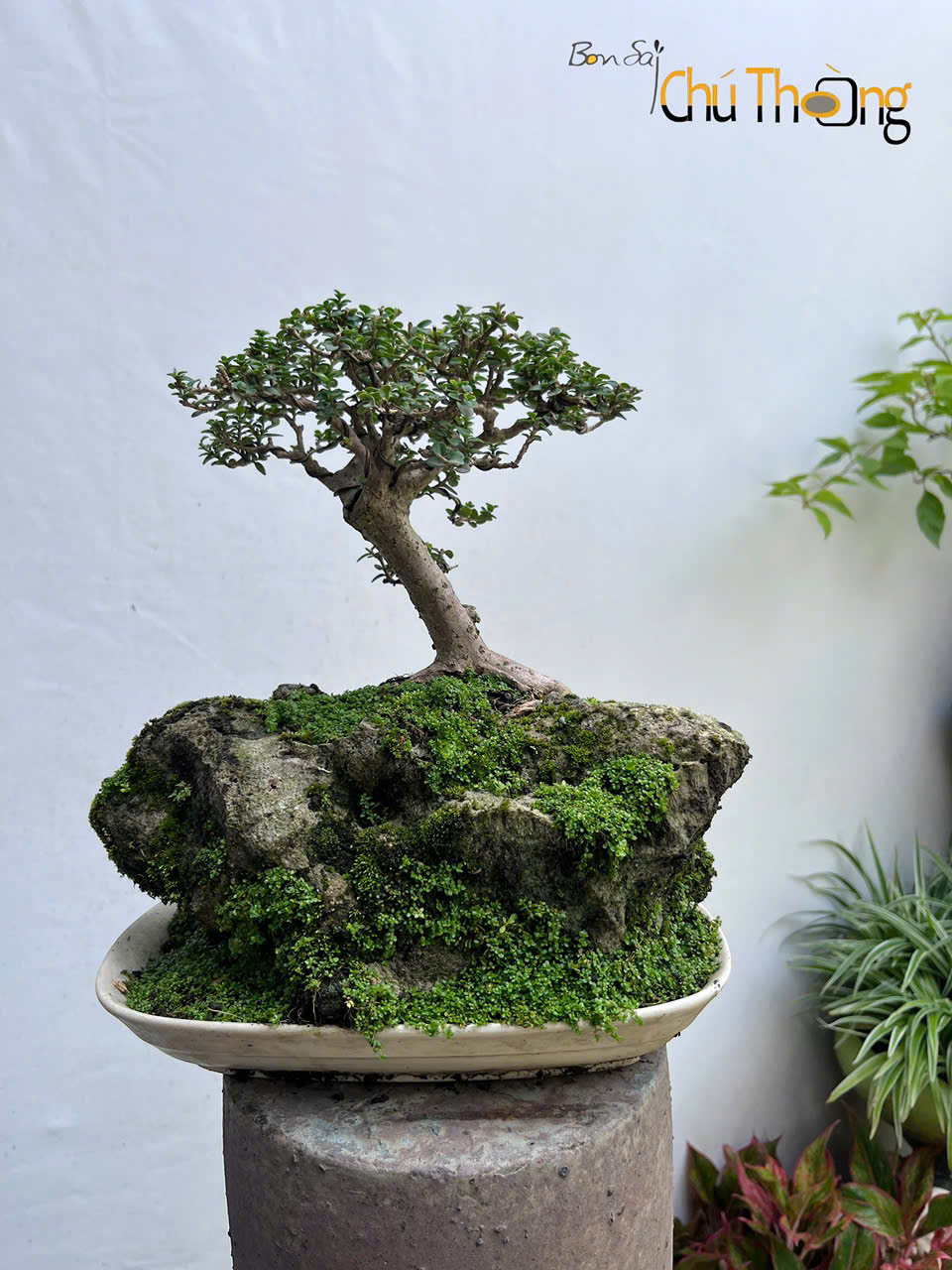 Tiểu Cảnh Sam Hương