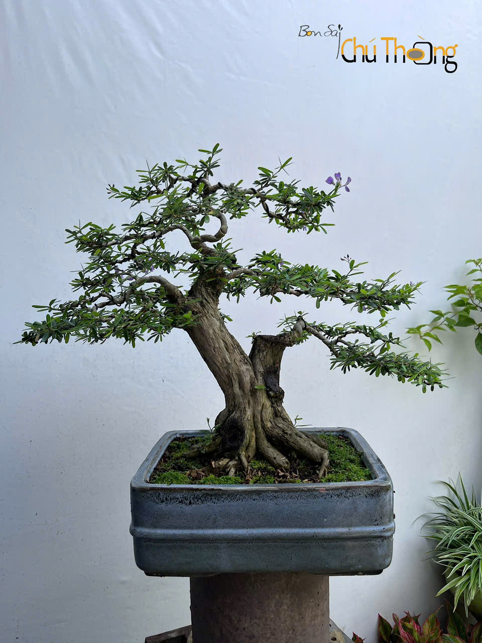 Linh Sam Bonsai