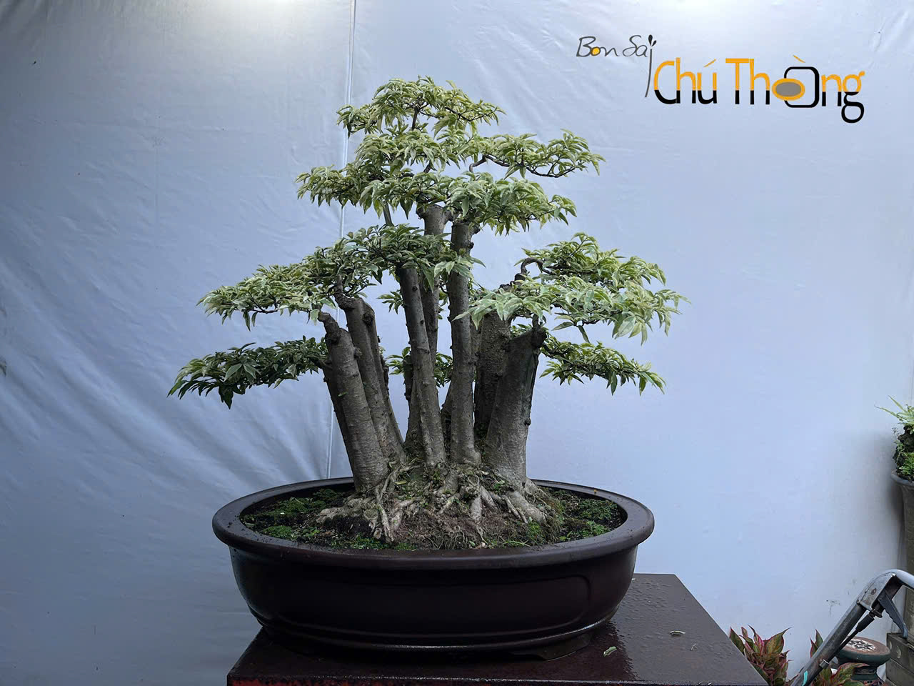 Mai chiếu Thủy lá cẩm thạch ghép