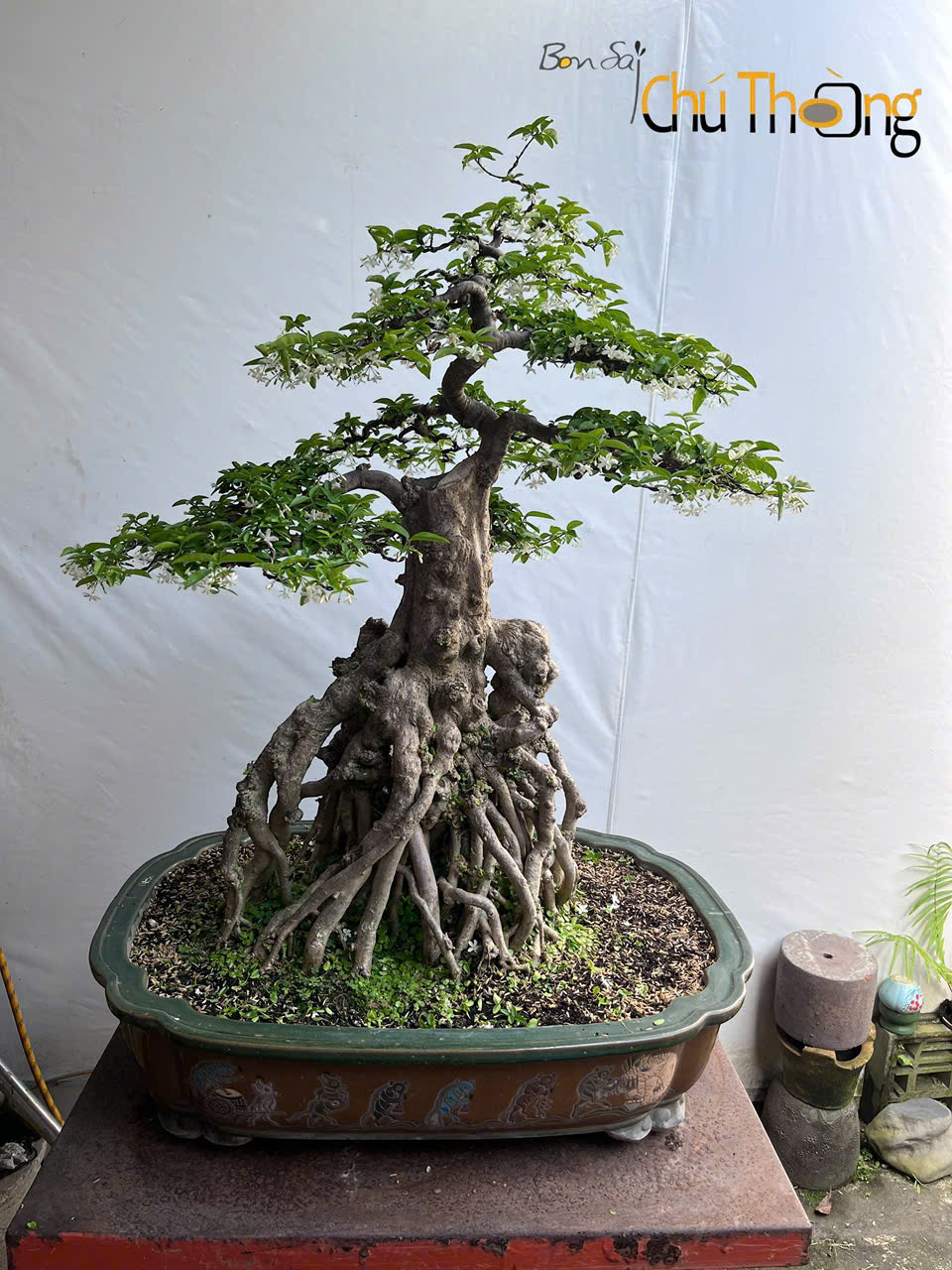 Mai chiếu thủy Bonsai