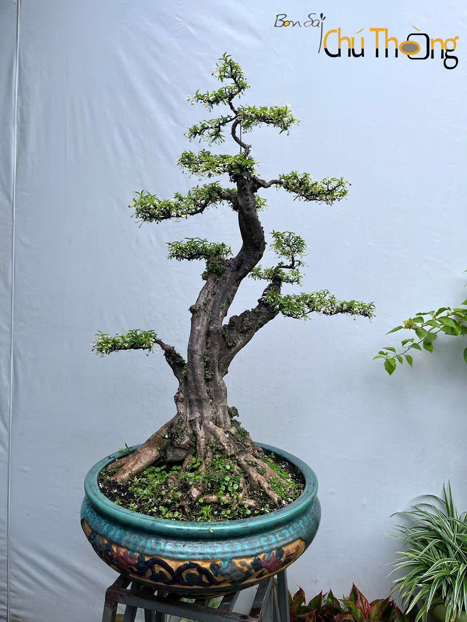 Bonsai  Mai chiếu Thủy Kim Giòn