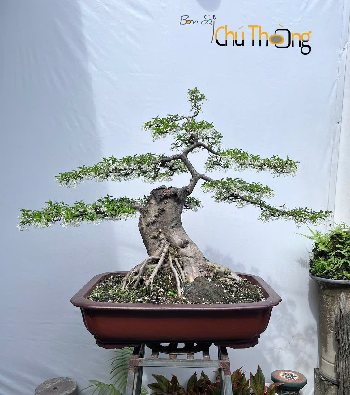 Mai chiếu thủy Bonsai