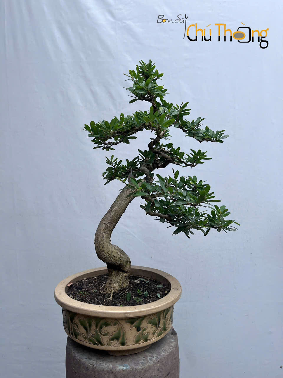 Linh Sam Bonsai