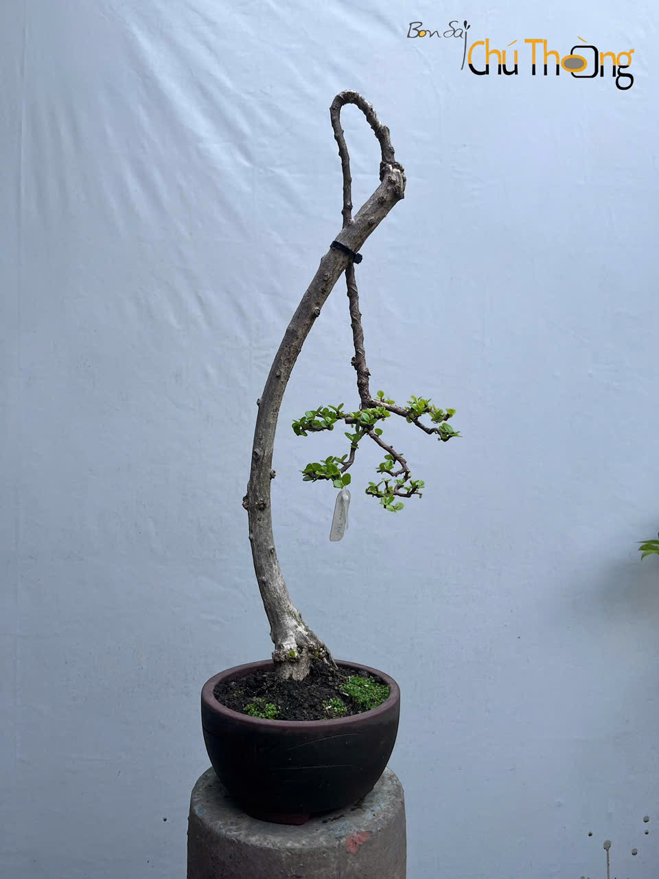 Sam Núi Bonsai