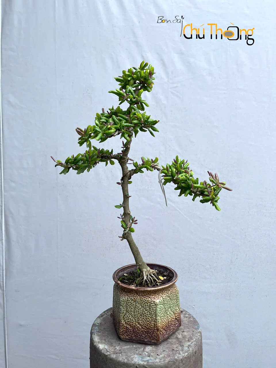 Linh sam lá xoắn Bonsai