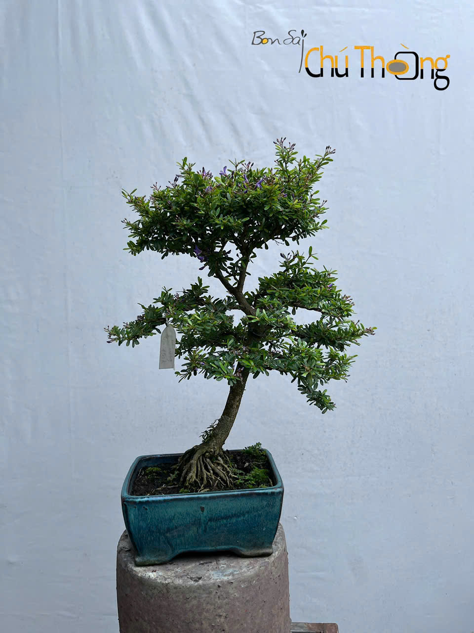 Linh Sam 86