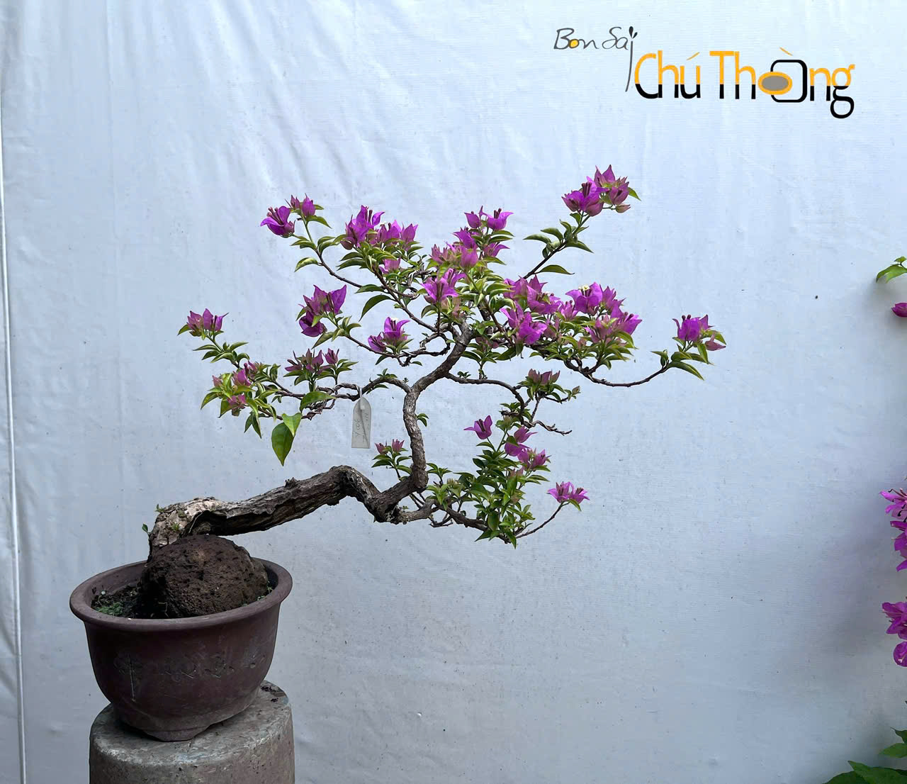 Hoa giấy  Vạn Hoa Lầu Bonsai
