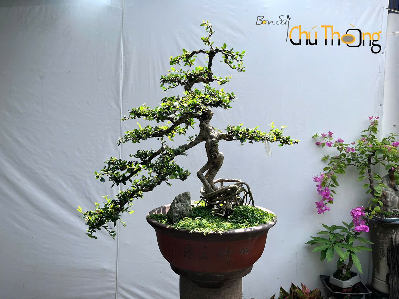 Sam Núi Trái  Bonsai