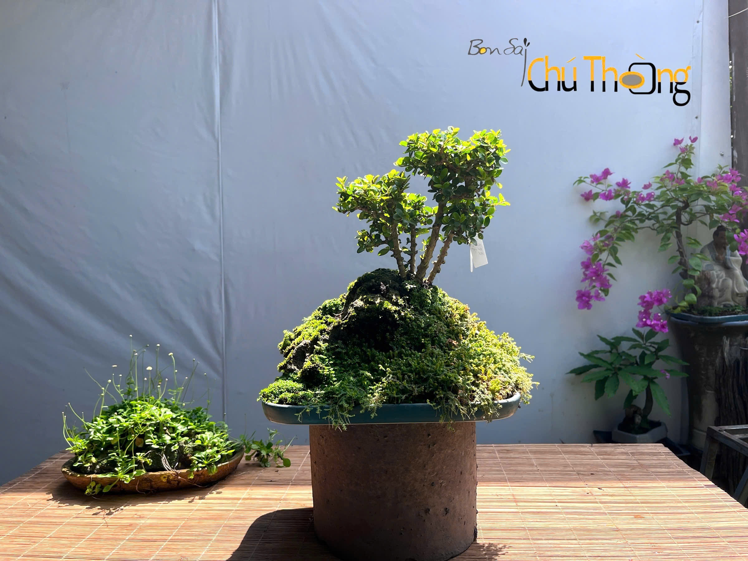 Tiểu Cảnh Sam Núi