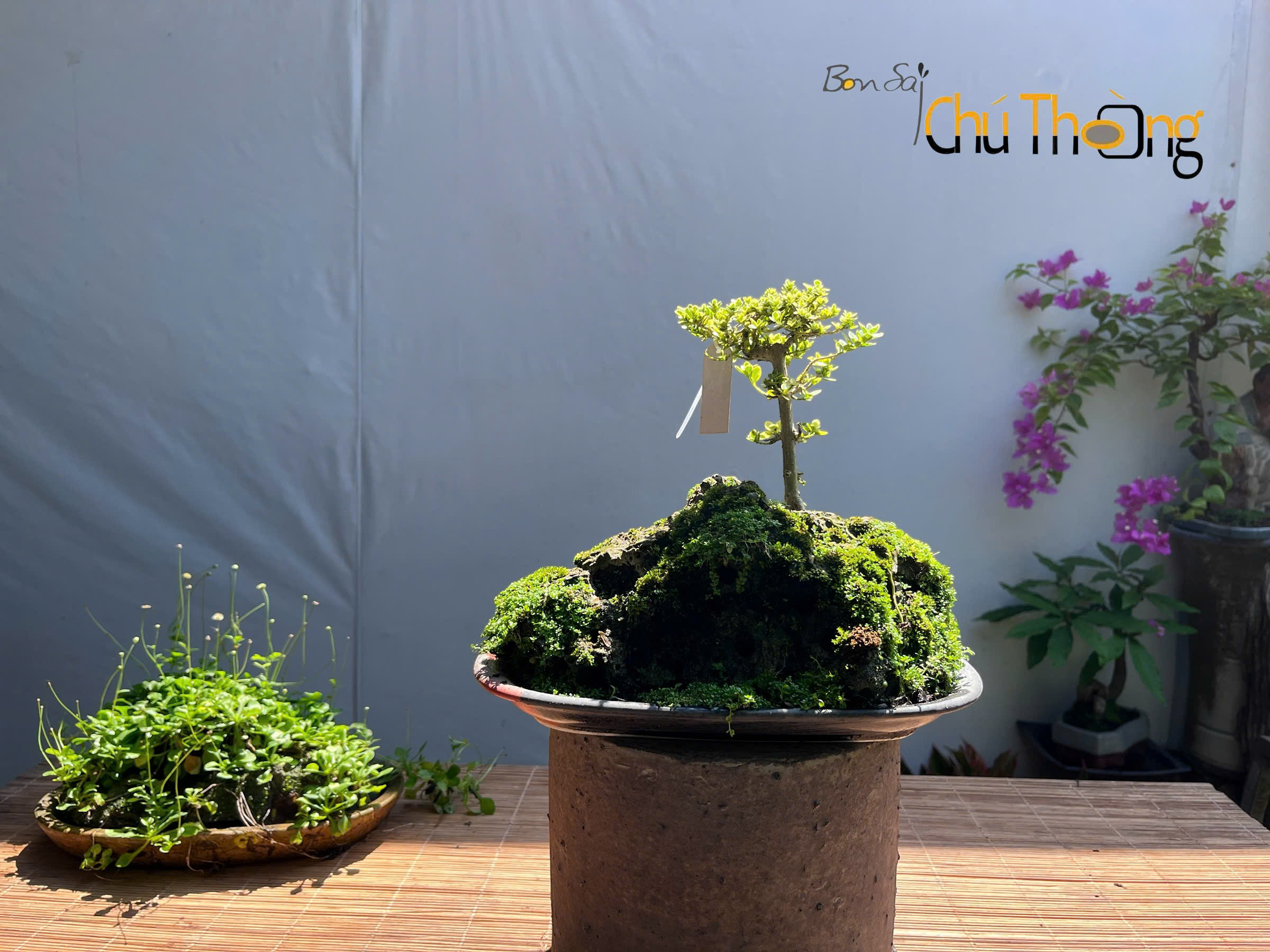 Tiểu Cảnh Sam Hương lá cẩm thạch