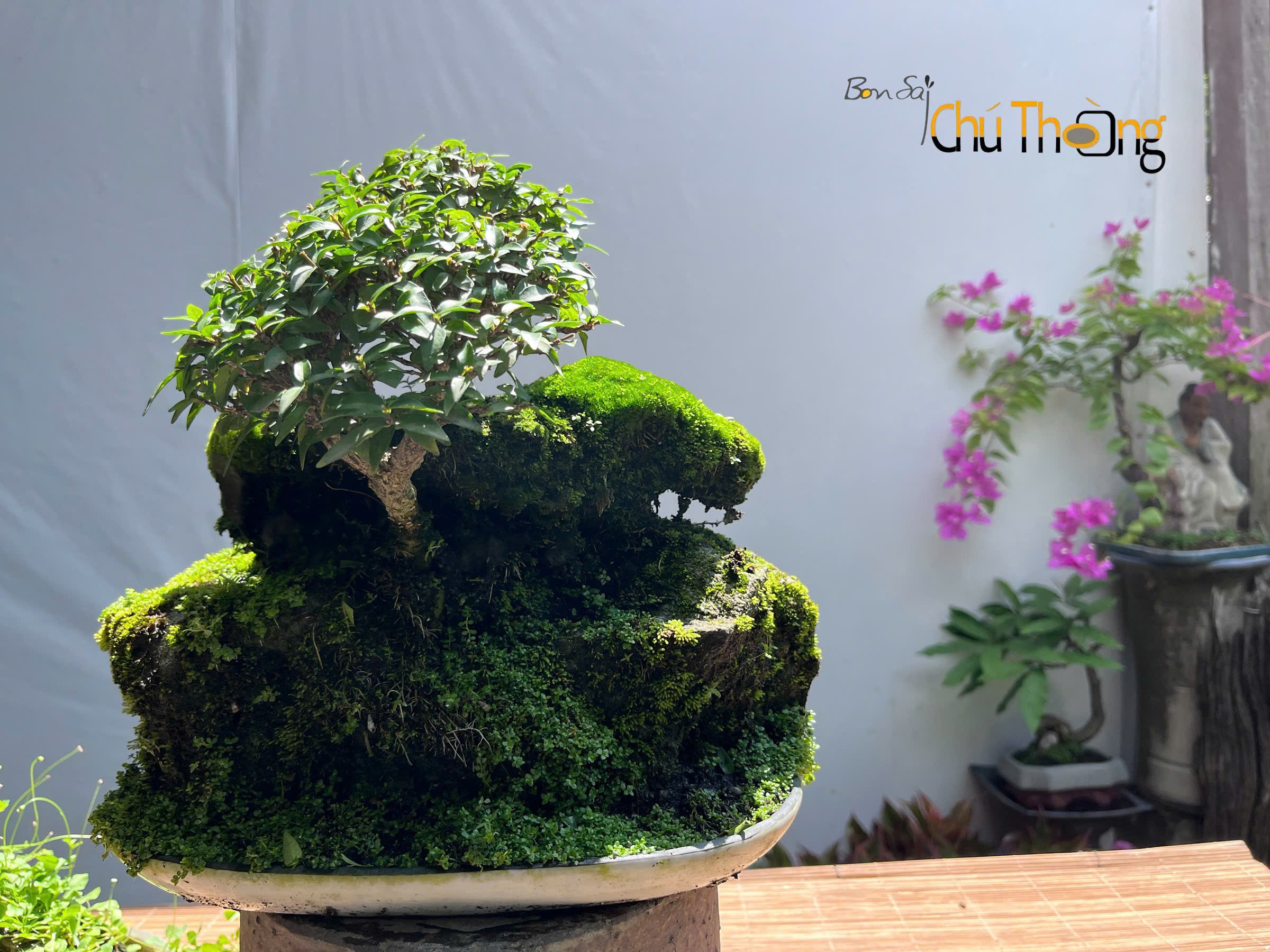 Tiểu cảnh Mai Chiếu Thuỷ
