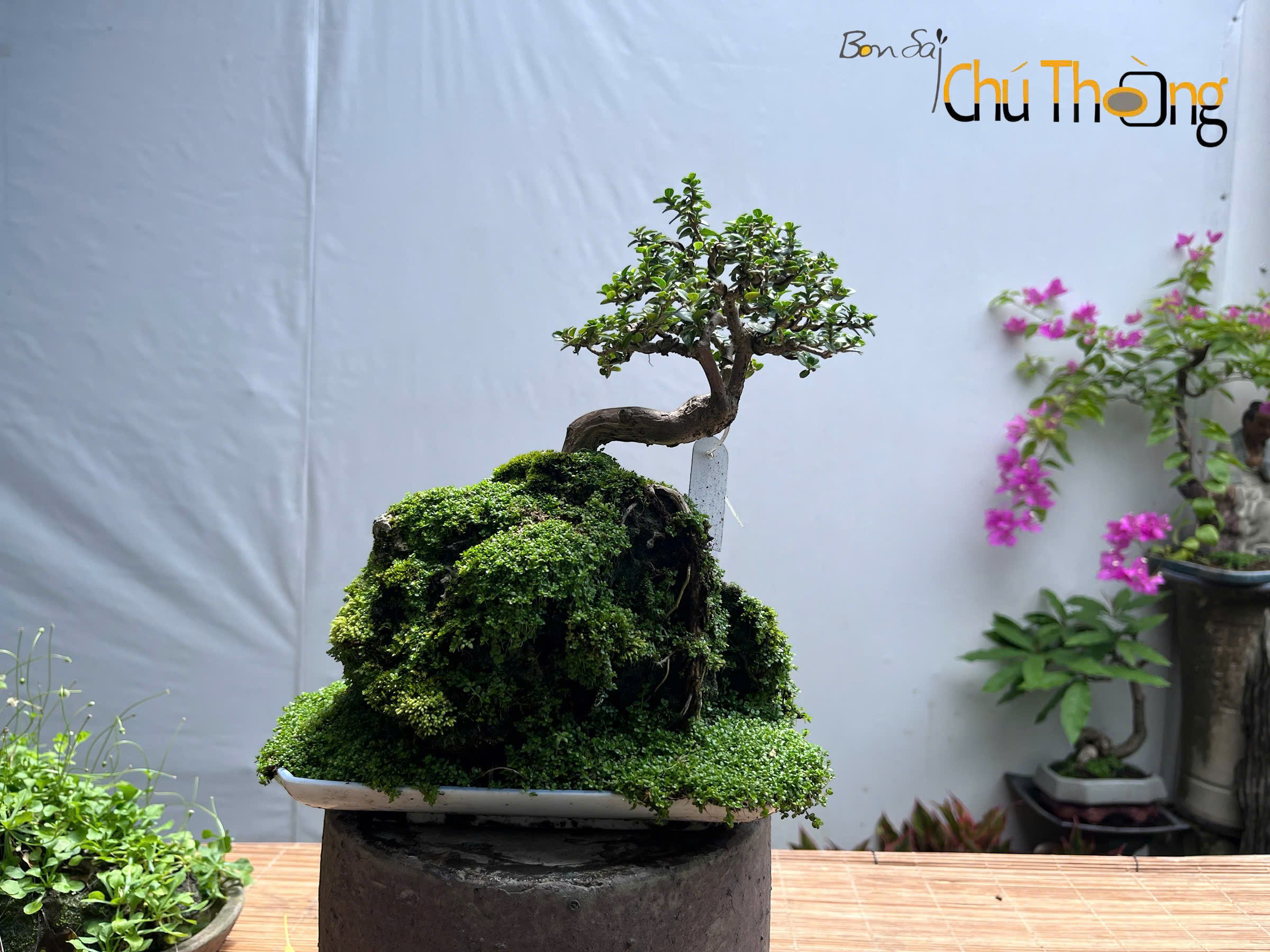 Tiểu Cảnh Sam Hương