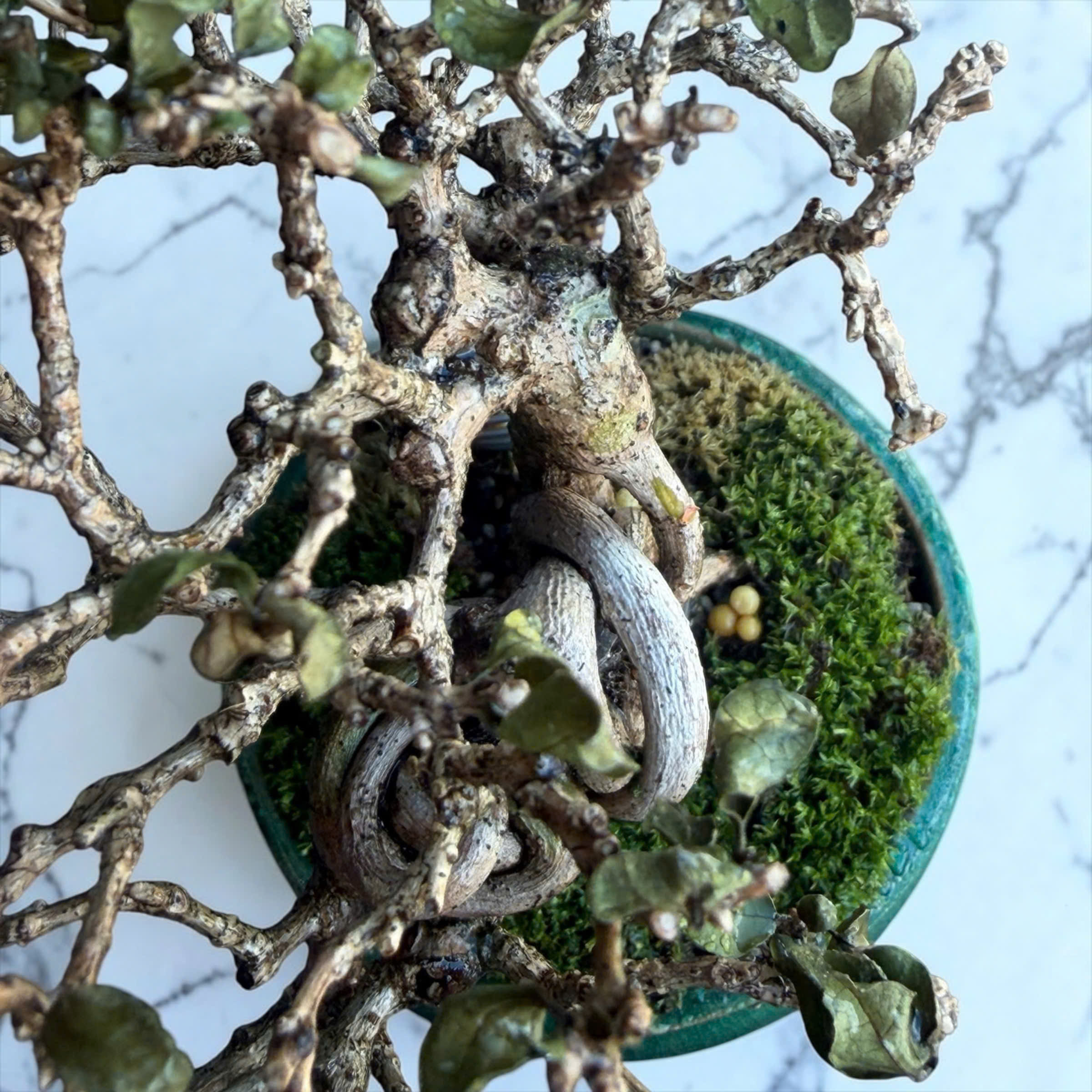 Cách chăm sóc cây Bonsai bị khô và héo