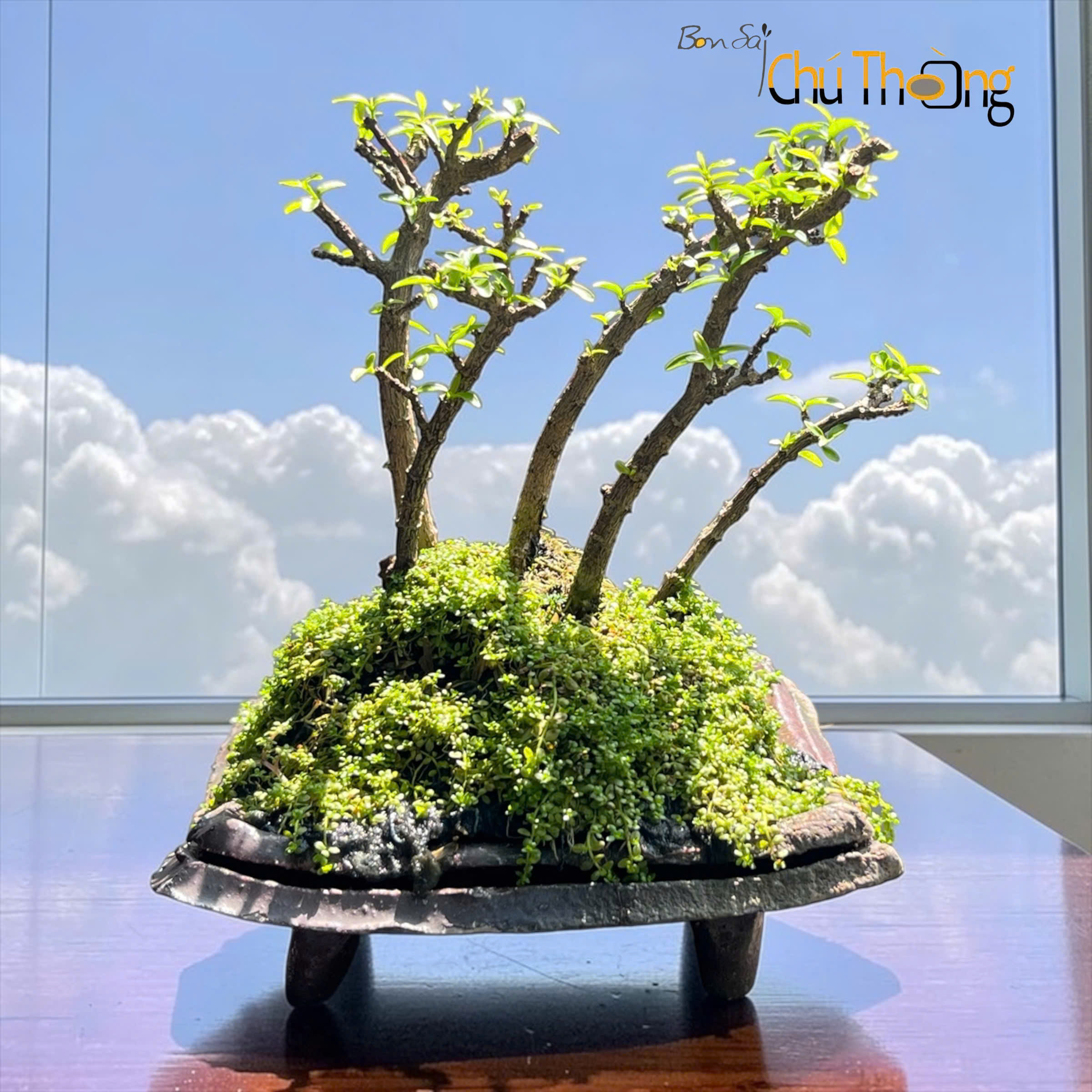 Tiểu cảnh Mai Chiếu Thuỷ  - Kim Giòn