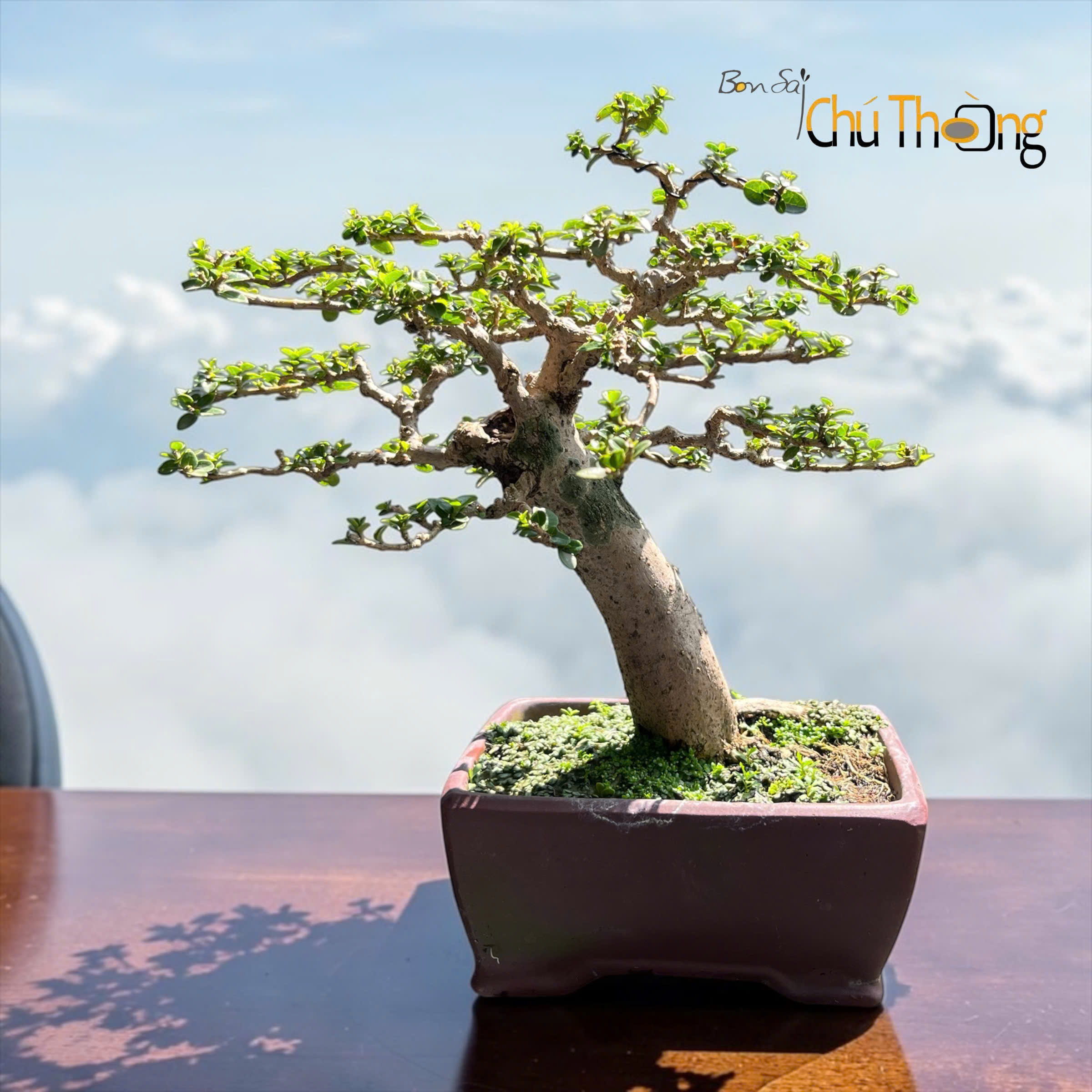 Sam Hương Bonsai