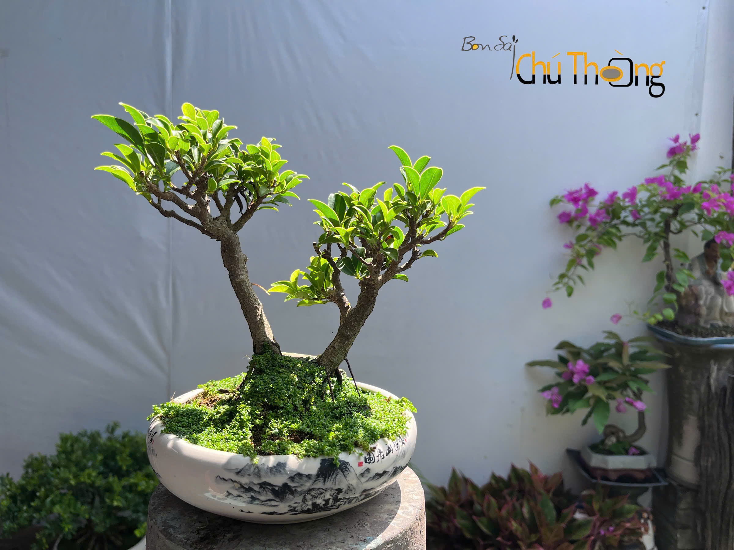 Gừa Đài Loan Bonsai