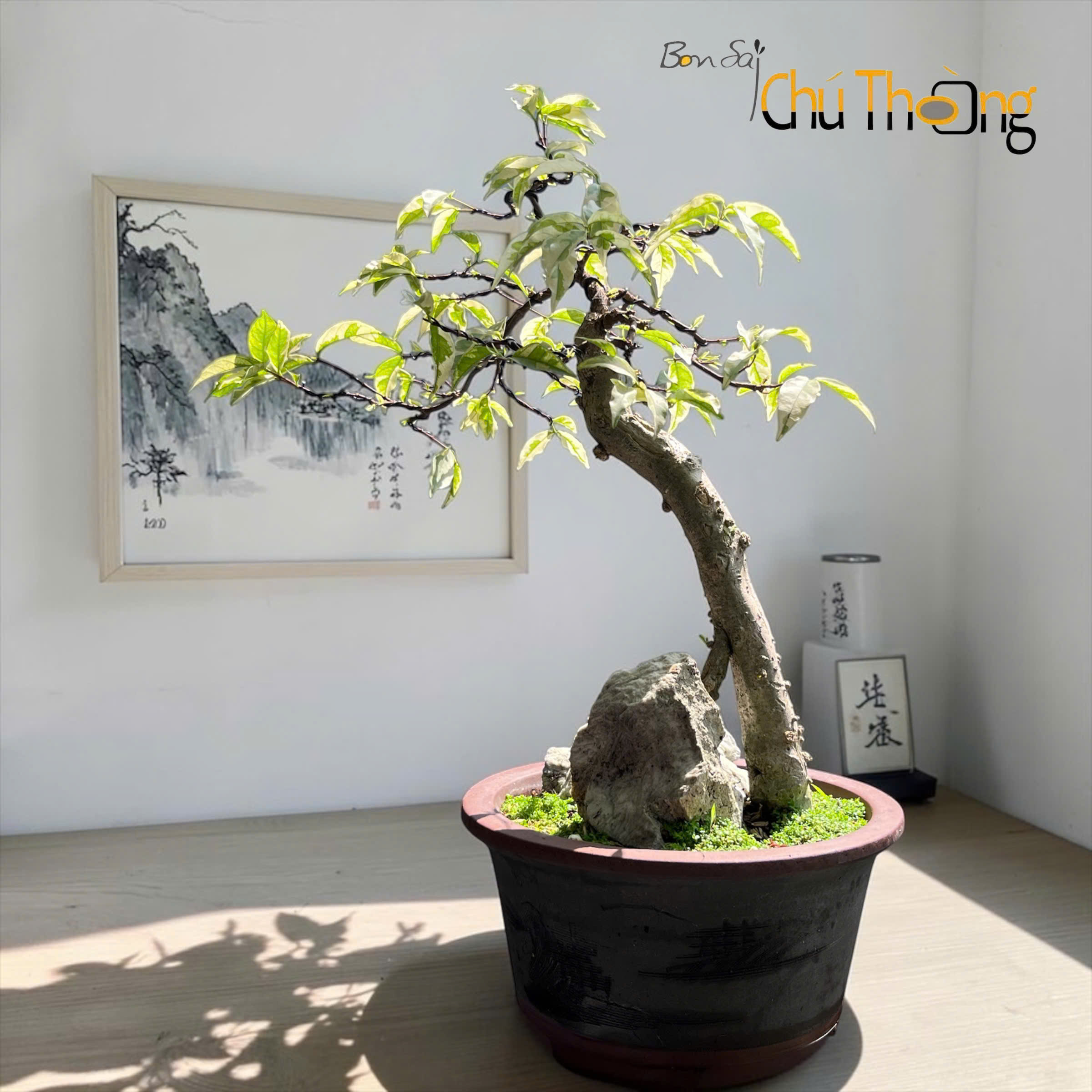 Mai chiếu Thủy lá cẩm thạch ghép