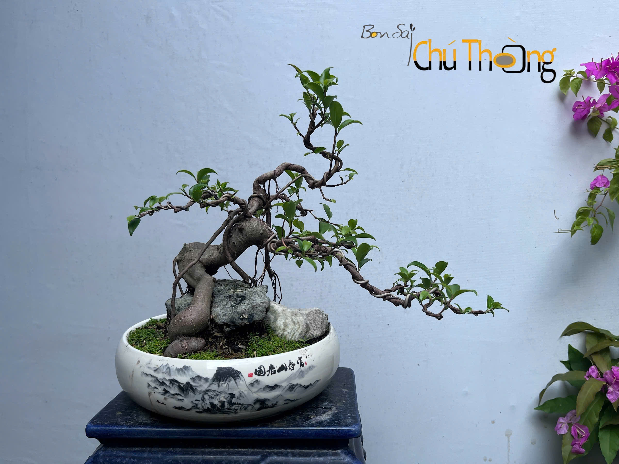 Tiểu cảnh Gừa  Đài Loan