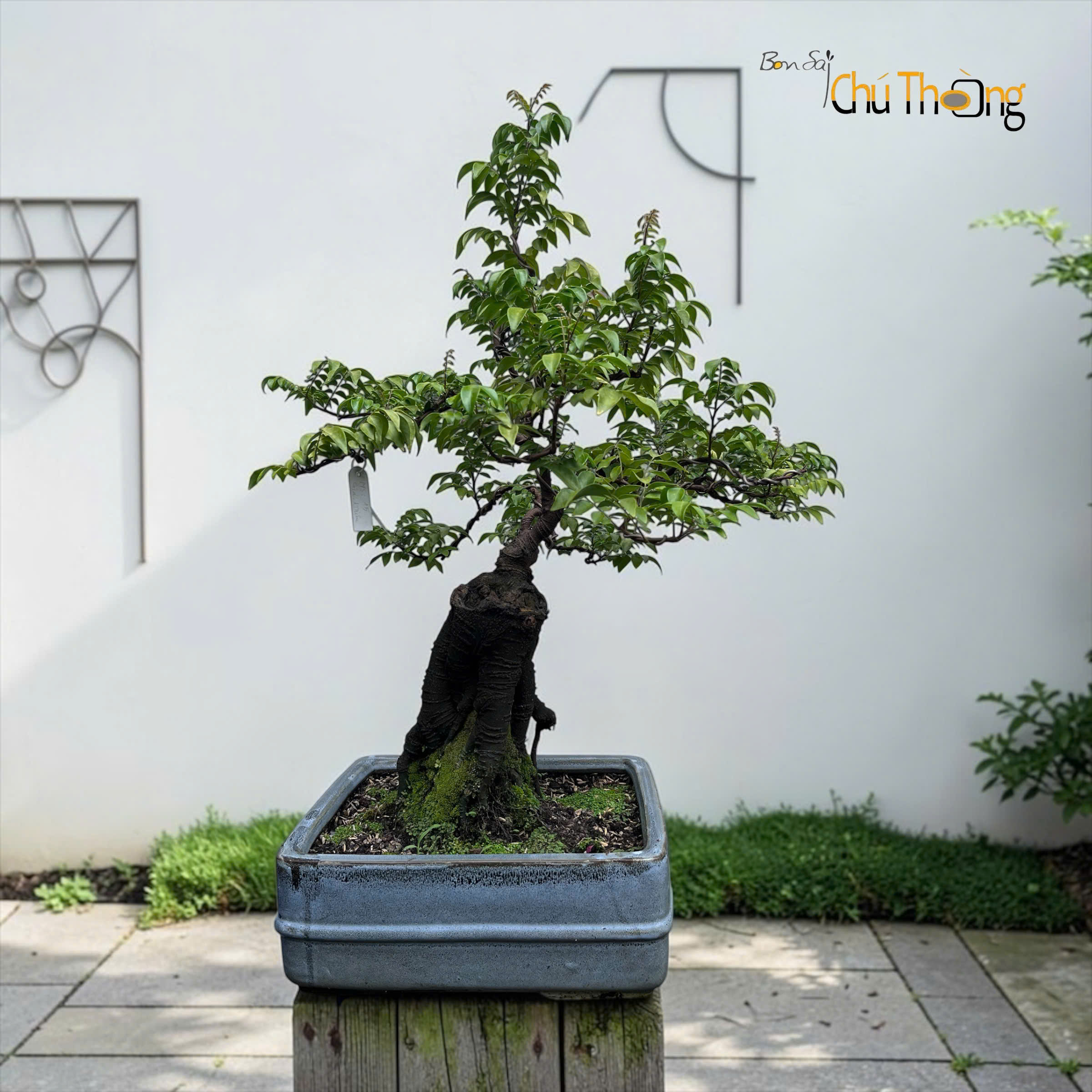 Khế nhật  Bonsai
