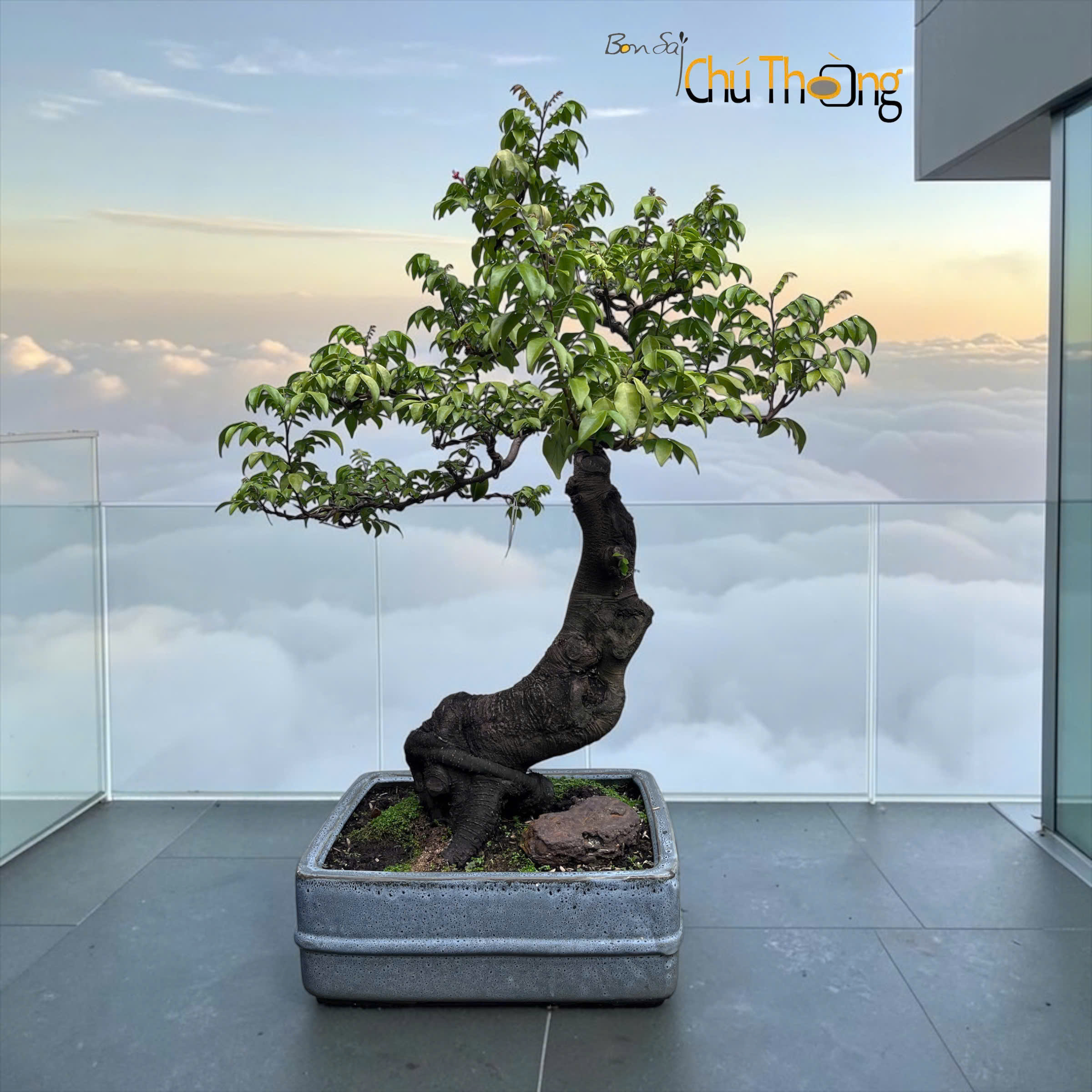 Khế nhật  Bonsai