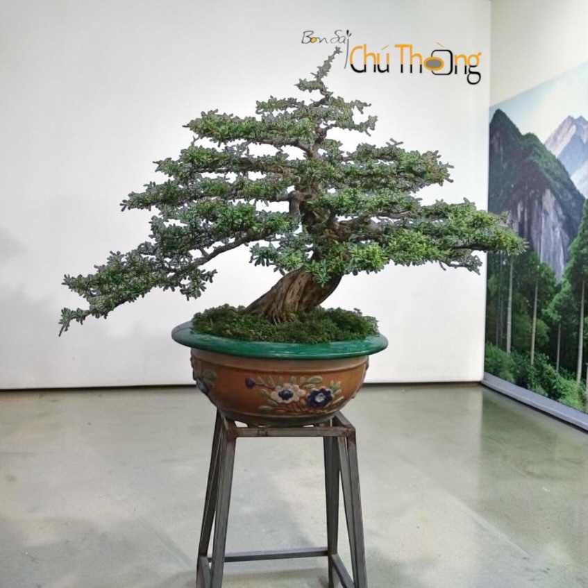 Linh Sam Bonsai