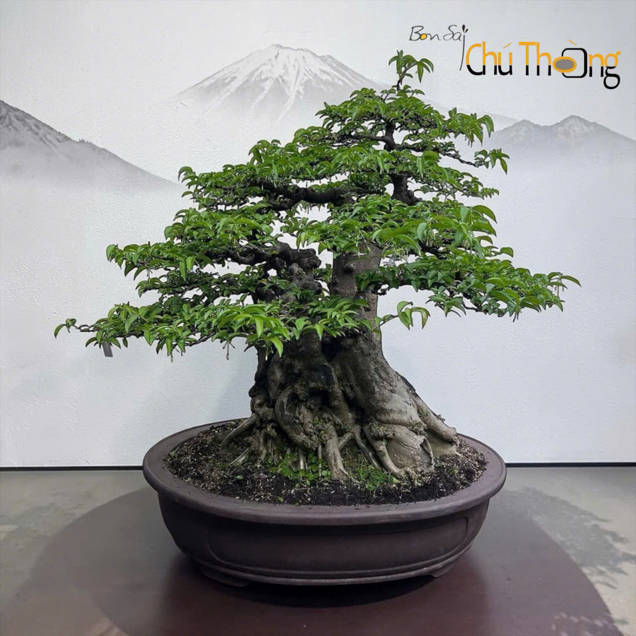 Mai chiếu thủy Bonsai