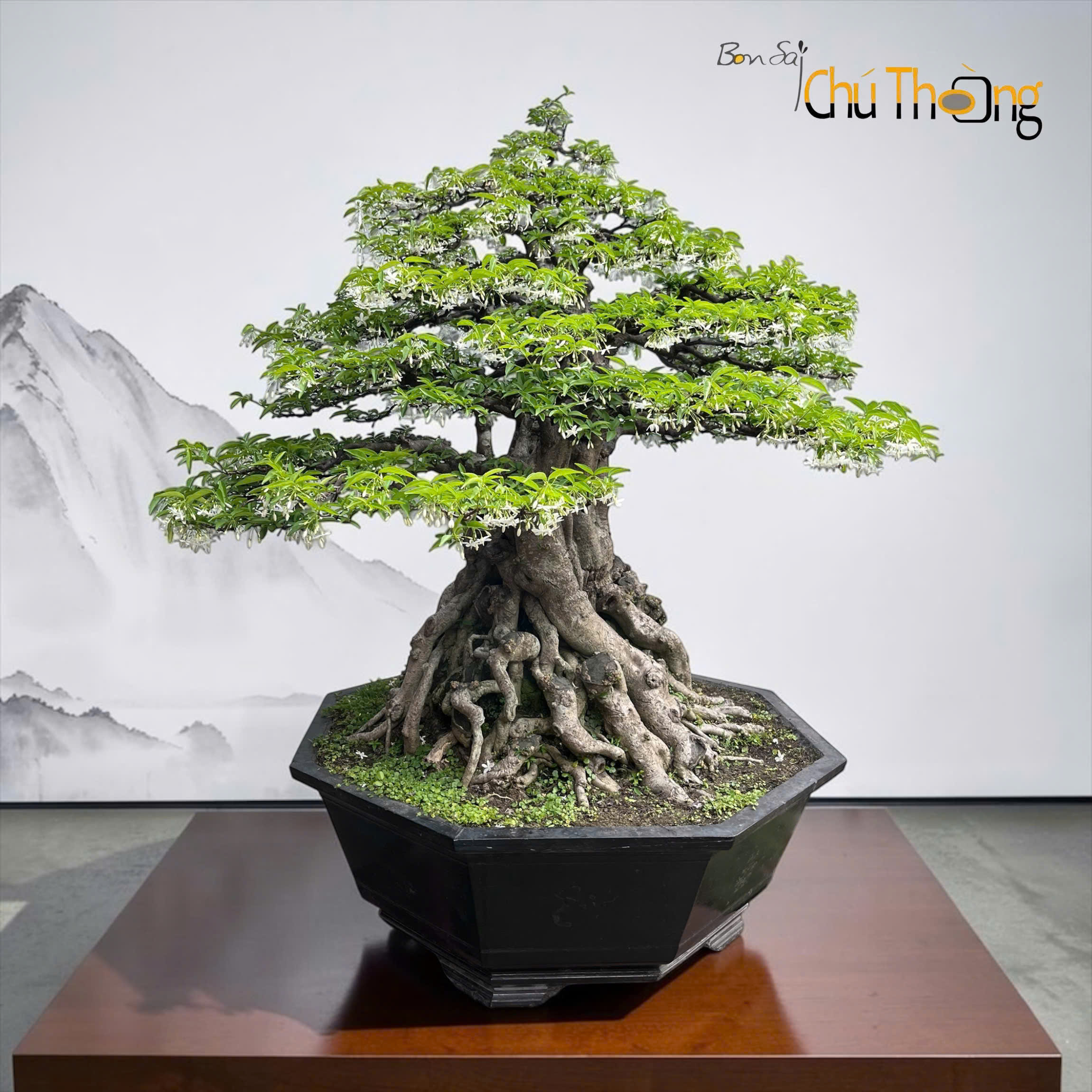 Mai chiếu thủy Bonsai