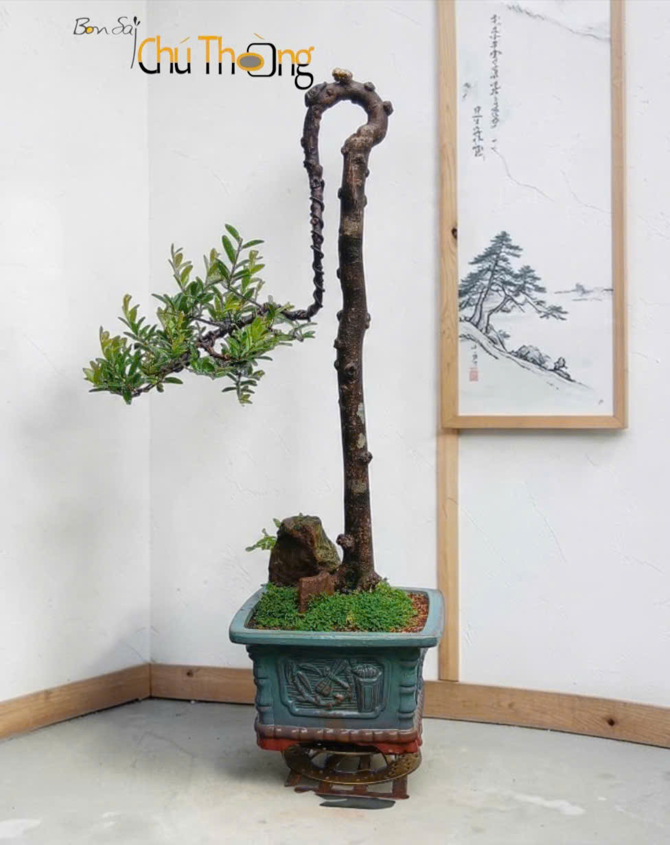 Hải Châu Bonsai